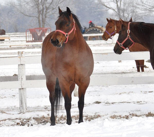 to Ellis Quarter Horses!