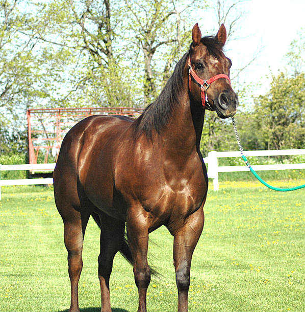 to Ellis Quarter Horses!