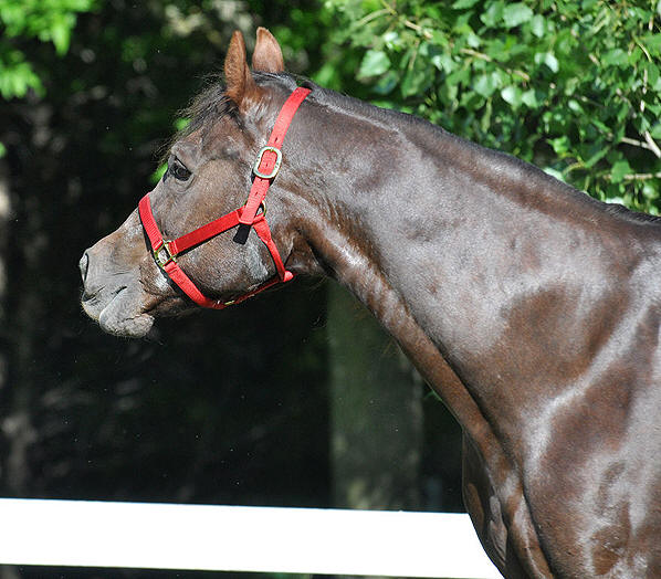 to Ellis Quarter Horses!