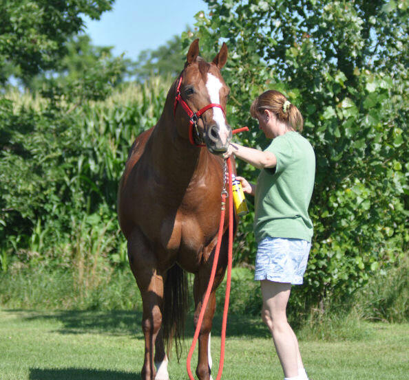 to Ellis Quarter Horses!
