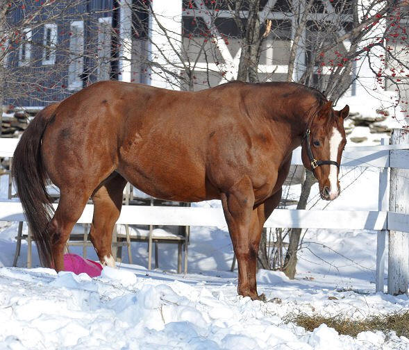 to Ellis Quarter Horses!