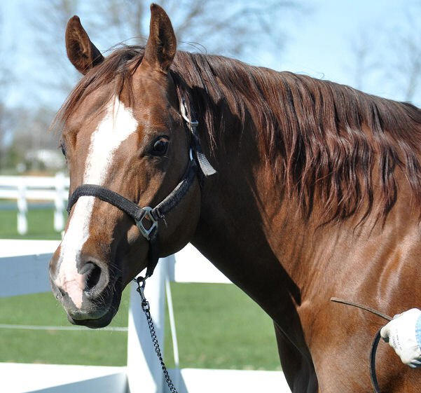 to Ellis Quarter Horses!