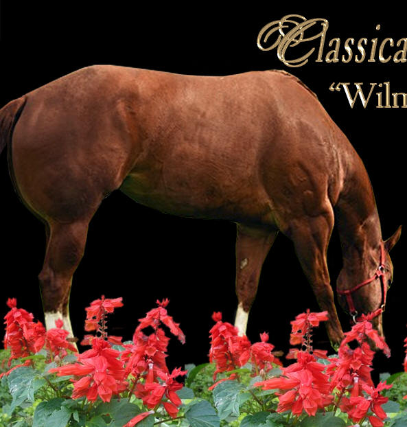 to Ellis Quarter Horses!